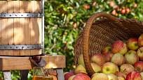 Jablečný mošt je nejlepší čerstvě vylisovaný.