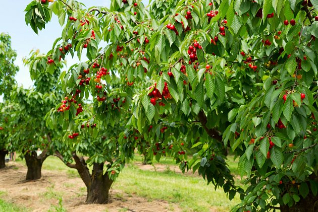 Třešně i višně jsou jedny z nejoblíbenějších plodů zahrad.