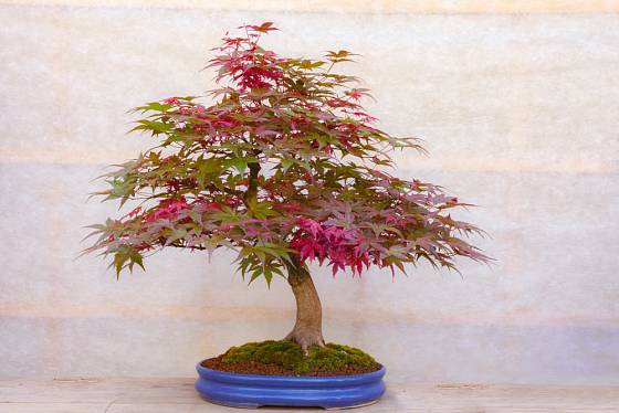 Japonský javor ve formě bonsaje. Listy se zbarví a opadají stejně, jako u velkého stromu