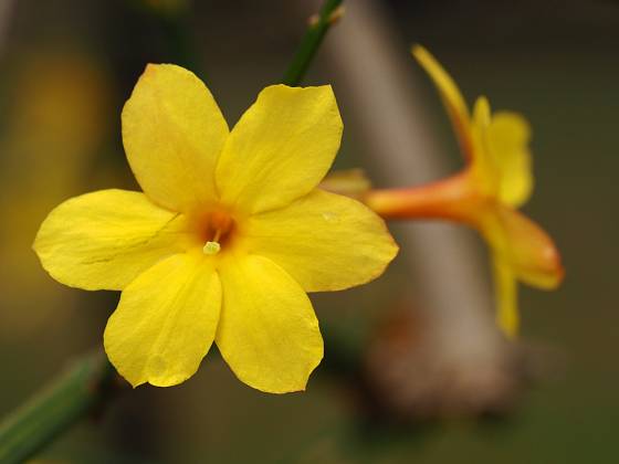 Jasmín nahokvětý (Jasminum nudiflorum) má sytě žluté květy.