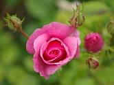 Růže patří mezi mimořádně populární květiny.