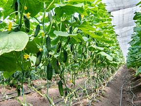 Pěstování okurek vertikálně má řadu výhod.