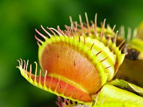 Mucholapka podivná (Dionaea muscipula) patří k oblíbeným masožravým rostlinám.