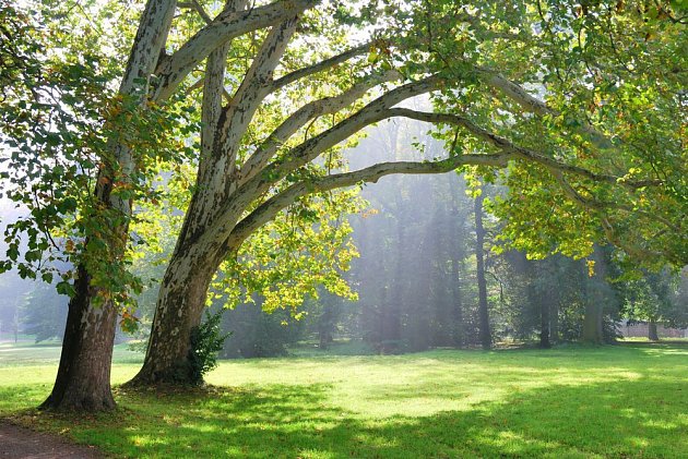 Platan javorolistý, ideální okrasný strom do parků i velkých zahrad