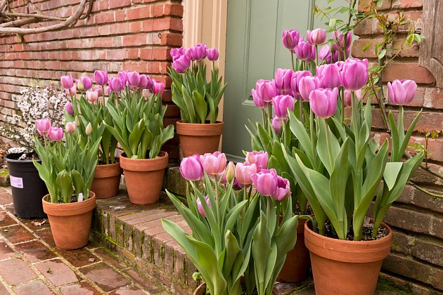 Tulipány v nádobách vás potěší při každém návratu domů