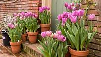 Tulipány v nádobách vás potěší při každém návratu domů