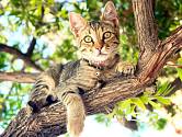 Kočky na zahradách spatříme často v korunách stromů.