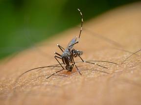 Jak se zbavit otravných komárů