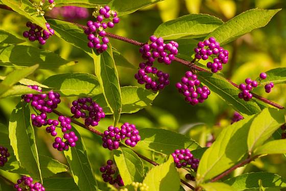 Plody krásnoplodky bodinierovy (Callicarpa bodinieri) jsou tmavorůžové až purpurové.
