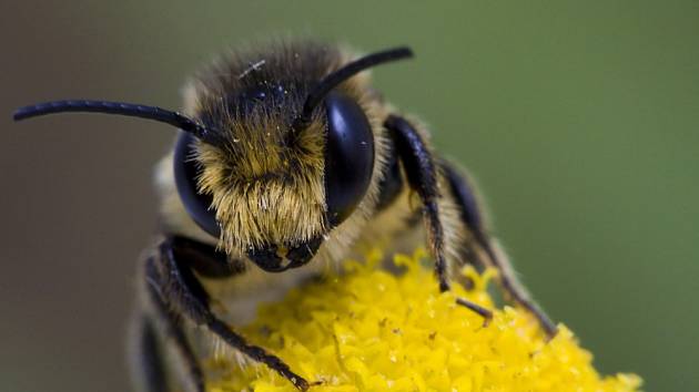 Včela - ilustrační snímek