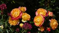 Růže odrůdy Firebird