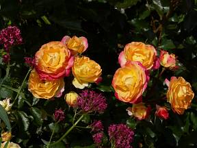 Růže odrůdy Firebird