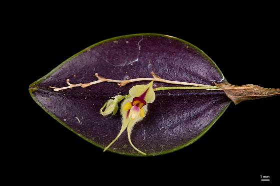 Lepanthes caloura se vyznačuje drobnými květy.