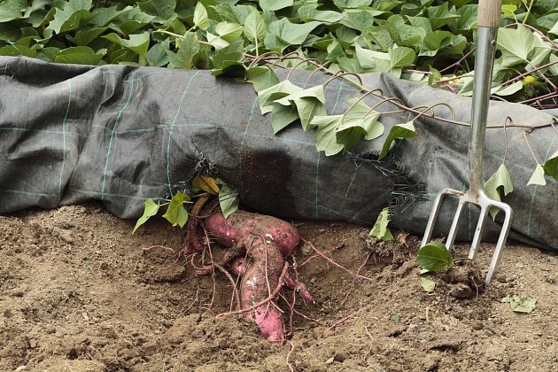 V době sklizně vyjměte sladké brambory opatrně z půdy.