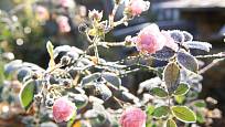 Mnohokvěté a půdopokryvné růže kvetou často až do zámrazu. První lehké mrazíky je neohrozí.