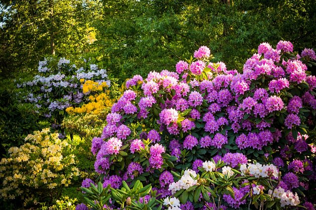 Pěnišníky (Rhododendron) dobře prospívají v kyselých půdách.