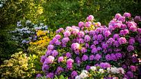 Pěnišníky (Rhododendron) dobře prospívají v kyselých půdách.