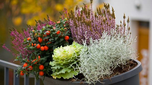 Krásnohlávek přináší zajímavé zpestření podzimních a zimních truhlíků.