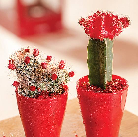 Miniaturní kaktusy 