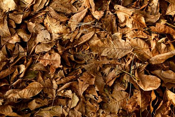 Listí ořešáků se rozkládá pomaleji než listí většiny ostatních dřevin.