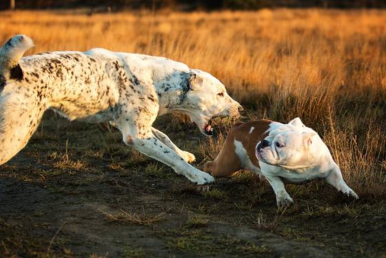 Někteří psi napadají jiné psy zdánlivě bez záminky.