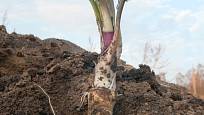 V kypré, lehčí půdě vytvoří křen dlouhé, rovné a silné kořeny