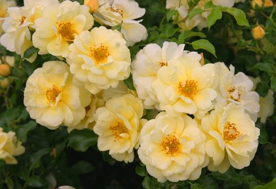 Růže odrůdy Sunny Rose