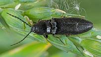 Kovařík černý (Hemicrepidius niger) další z druhů, jehož