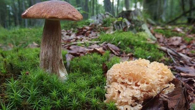 Podzimní houby chutnají skvěle