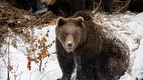 Medvědi hnědí v Národním parku Bavorský les mají rozlehlý výběh.