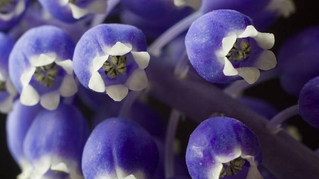Malebné drobné rostlinky s jemnou vůní a krásnou modrou barvou