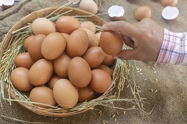 Celé vajíčko se v zemi rozloží a poskytne rostlince spoustu vápníku a dalších živin.
