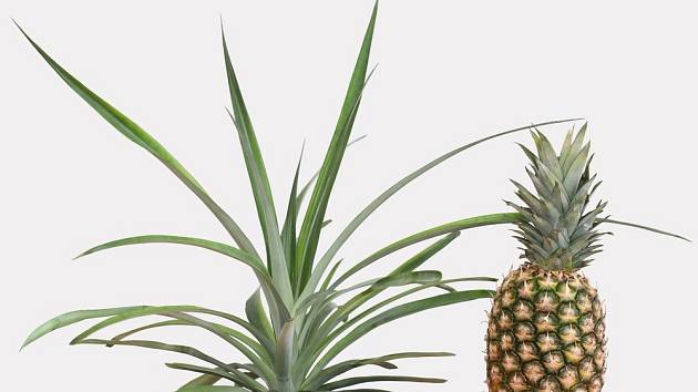 Jak si doma vypěstovat ananas?