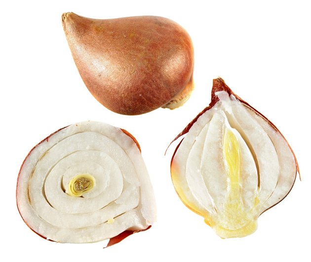 Řez cibulí tulipánu. Cibule se skládají ze 4-6 suknic.