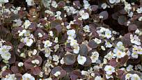 Begónie stálokvětá (Begonia semperflorens) s tmavě zbarvenými listy.