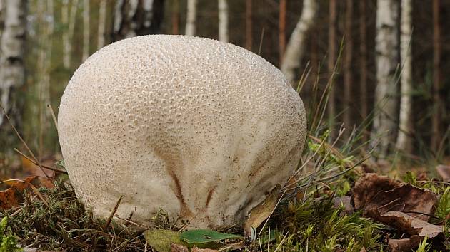 Plešivka dlabaná (Calvatia utriformis), někdy zvaná také pýchavka dlabaná roste někdy v čarodějných kruzích.