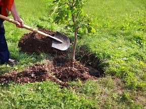 Jak správně zasadit ovocný strom?