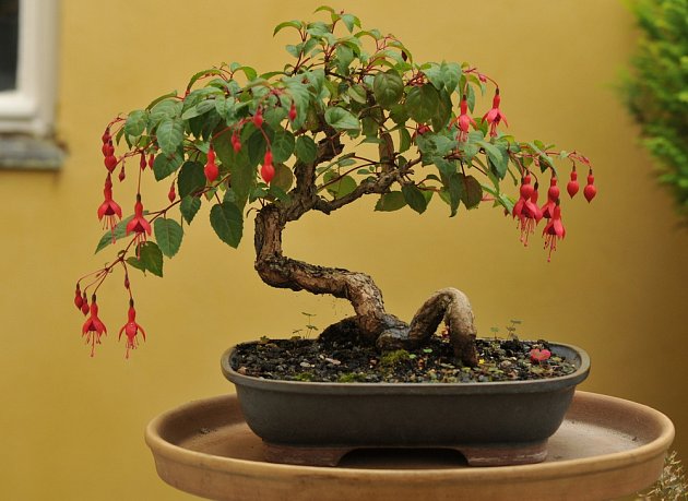 Fuchsie pěstovaná jako bonsaj.