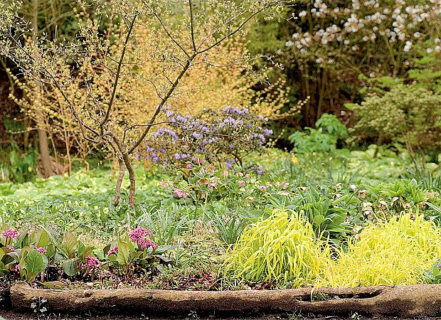 Hajní partie na jaře ožívají barvami kvetoucích keřů, zlatolistého pšeníčka, bergénií a čemeřic