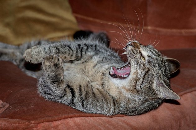 Jakmile kočka ucítí negativní energii, může být bezdůvodně agresivní.