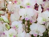 Exotické orchideje jsou často nazývány královnami všech květin.