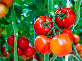 Na okurky, rajčata a papriky aplikujte asi půl litru hnojiva 1krát za 5-10 dní