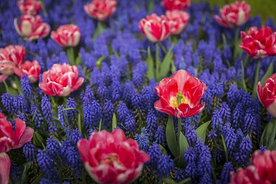 Mezi modřenci vyniknou tulipány růžových, žlutých nebo bílých barev