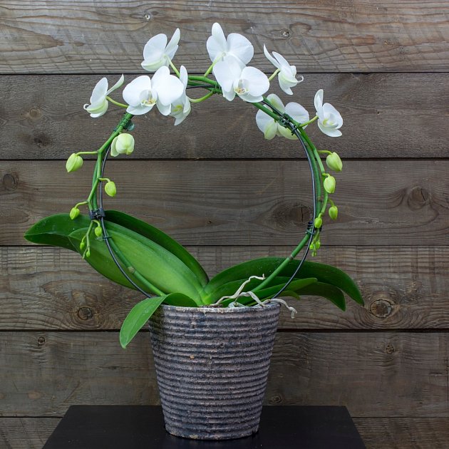 Když je orchidea vyživovaná, krásně kvete.