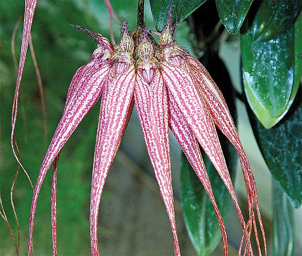 Bulbophyllum ’Louis Sander’