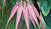 Bulbophyllum ’Louis Sander’