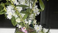 Také Dendrobium nobile každoročně bohatě kvete.