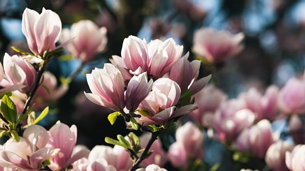 Jak prořezat magnolie?