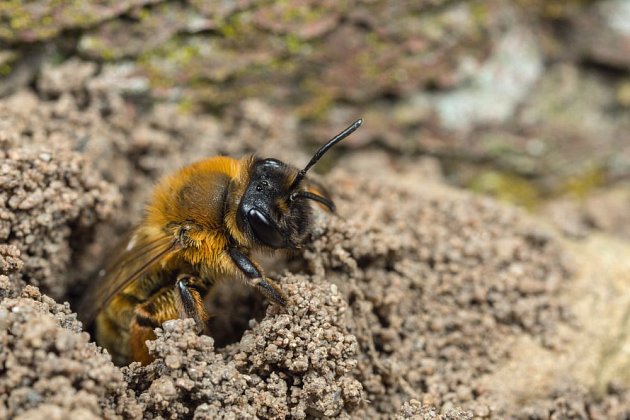 Samotářské včely pískorypky si hnízda budují v zemi