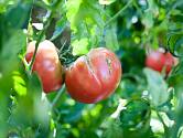 Popraskané rajče